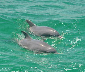 Book a shell island boat tour & dolphin encounter in Panama City, Florida with Capt Anderson's Marina